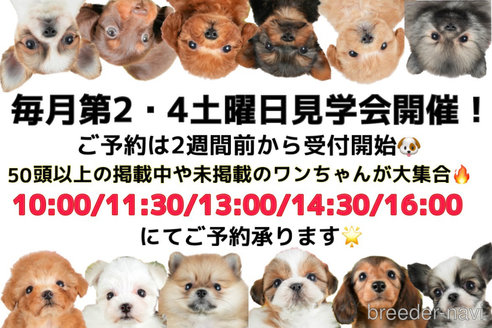 成約済の茨城県のミックス犬-316136の3枚目